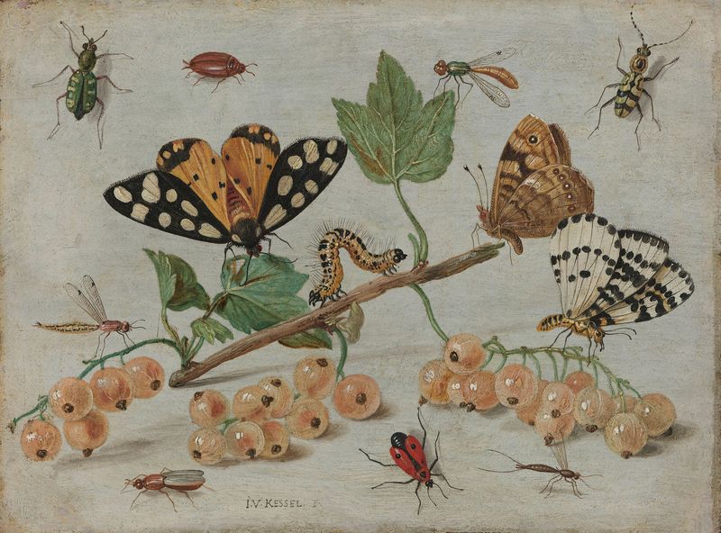 Insects and Fruit