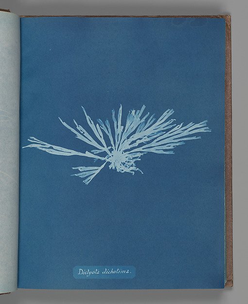 Dictyota dichotoma by Anna Atkins