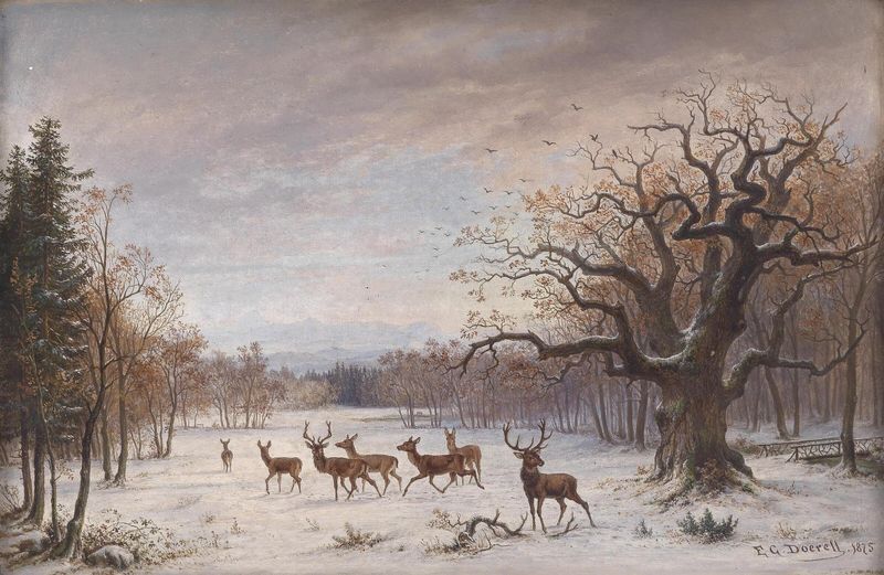 Red deer in winter