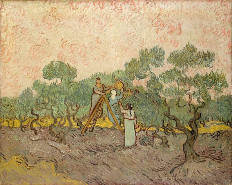 Olive Picking