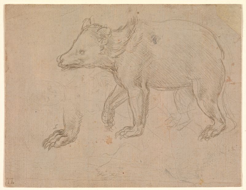 A Bear Walking