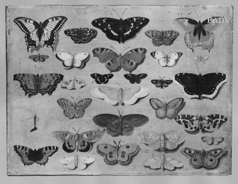 30 butterflies