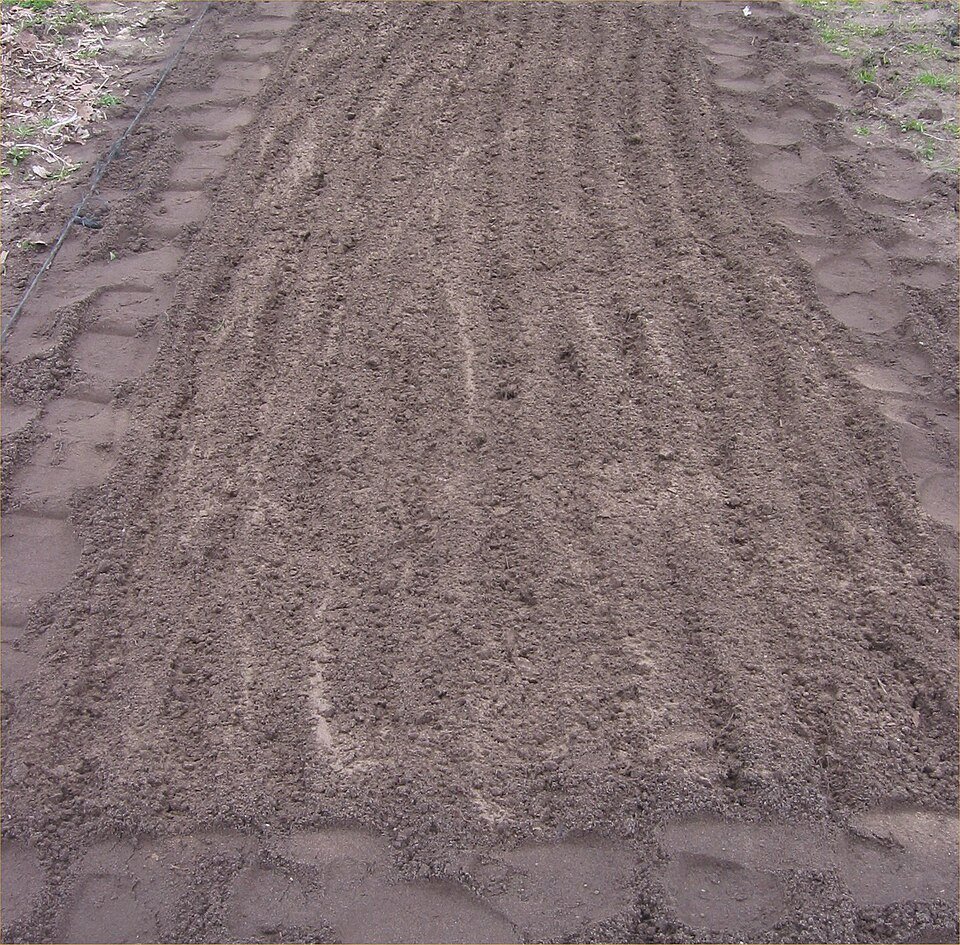 Seedbed — 1972