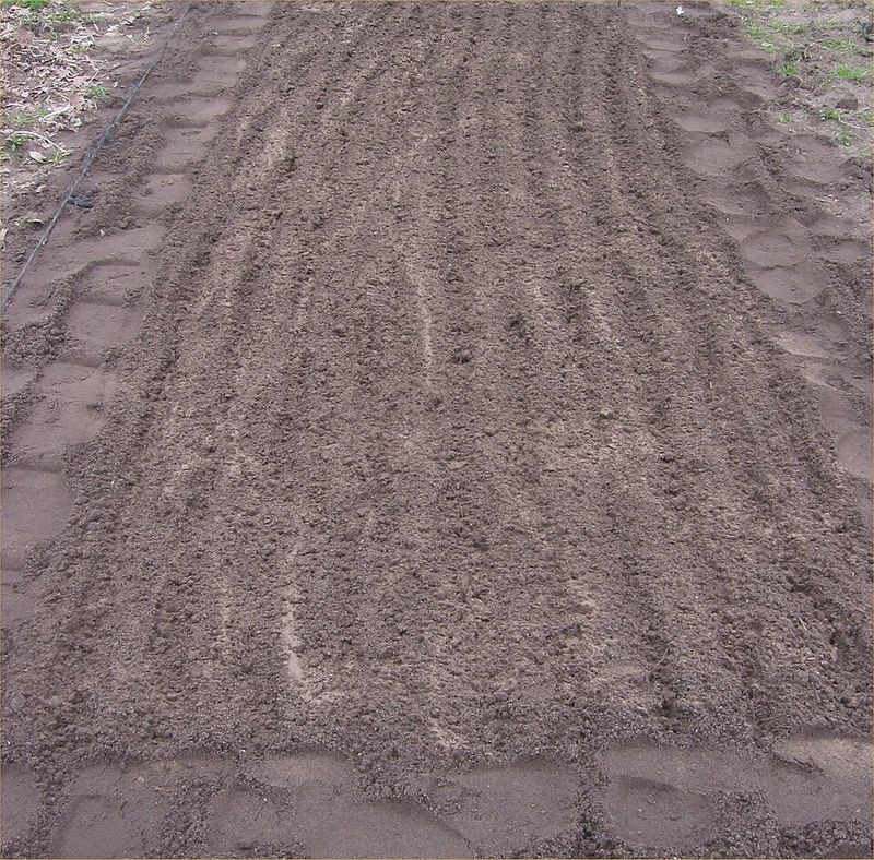 Seedbed