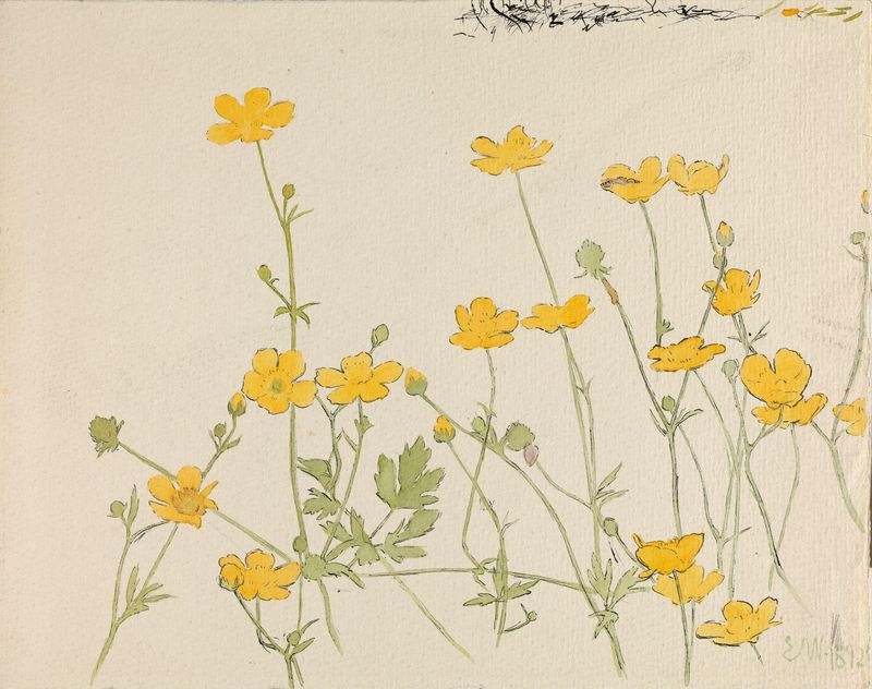 Buttercups