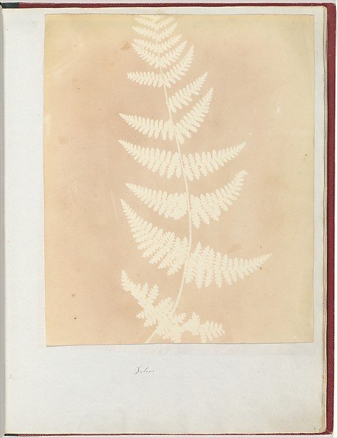 Felce by William Henry Fox Talbot