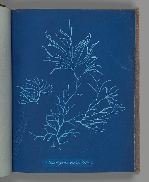 Cladostephus verticillatus by Anna Atkins