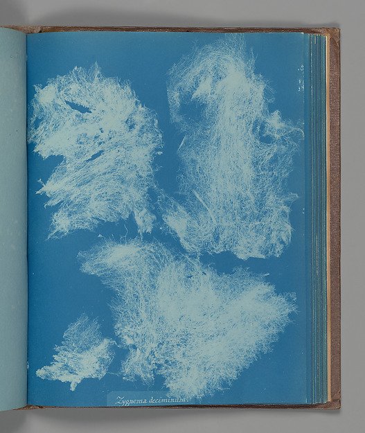 Zygnema deciminum by Anna Atkins