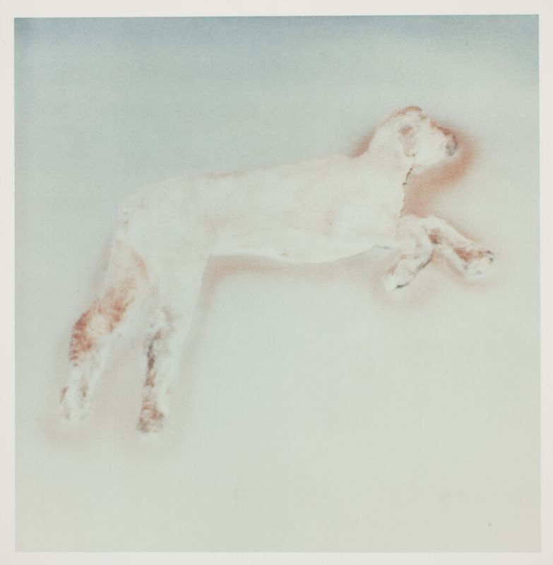 Flying Lamb