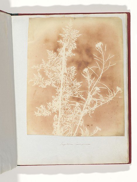 Sisymbrium Cumingianum by William Henry Fox Talbot