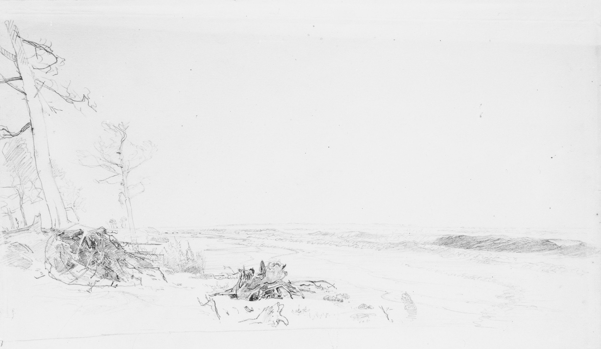 Cedar Trees near Atlantic City by William Trost Richards