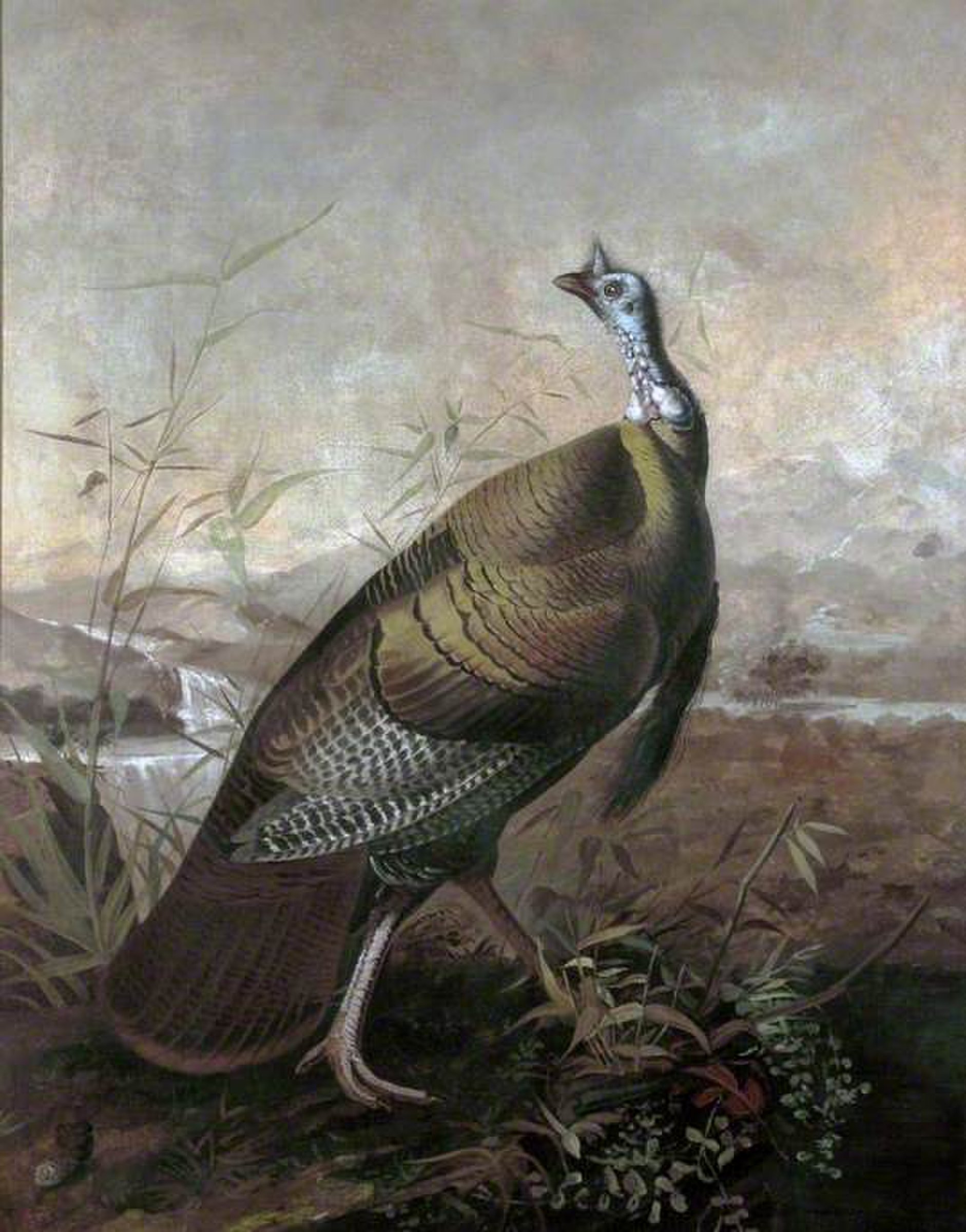 American Turkey by John James Audubon