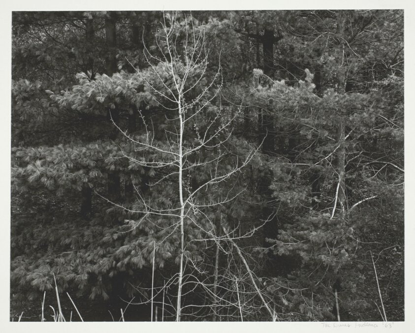 The Dunes, Indiana by Will Roberts