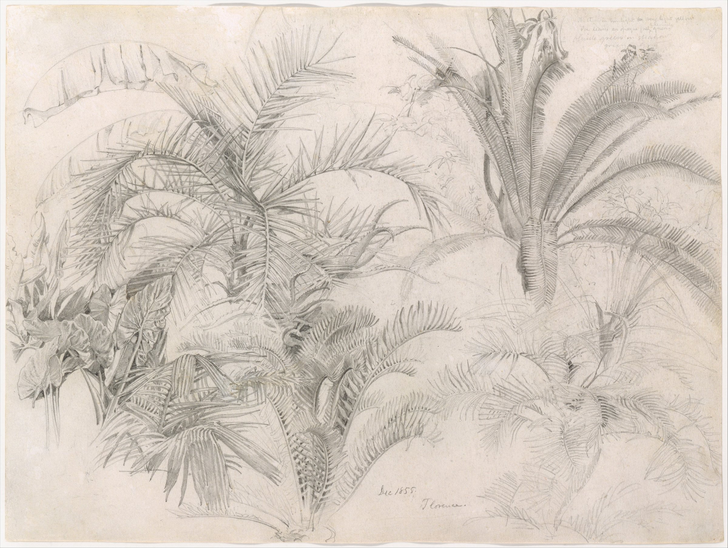 Palms by William Trost Richards