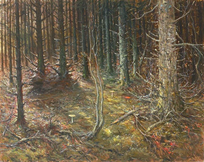 Forest with firs and mushrooms.
