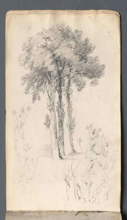 Sketchbook: Tree Study by Samuel Prout