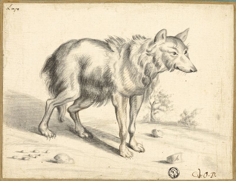 Wolf