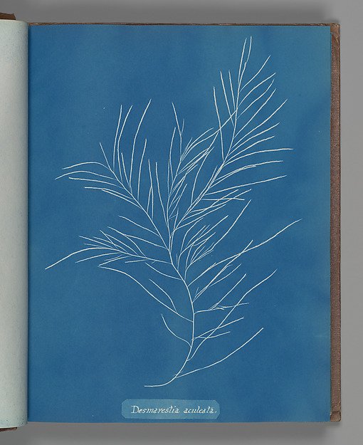 Desmarestia aculeata by Anna Atkins