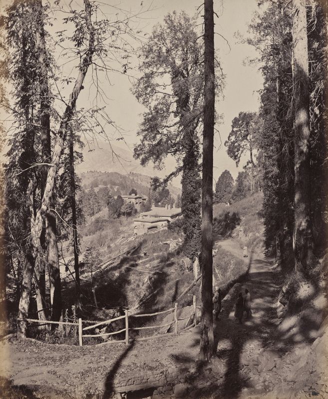 Murree. A Hill Station in the Himmalayahs, View Through the Forest